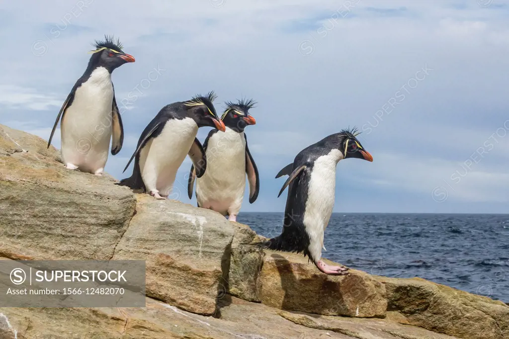 Adult southern rockhopper penguins, Eudyptes chrysocome, at breeding and molting colony on New Island, Falklands, UK Overseas Protectorate.