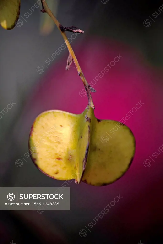 Fruits of Dioscorea oppositifolia
