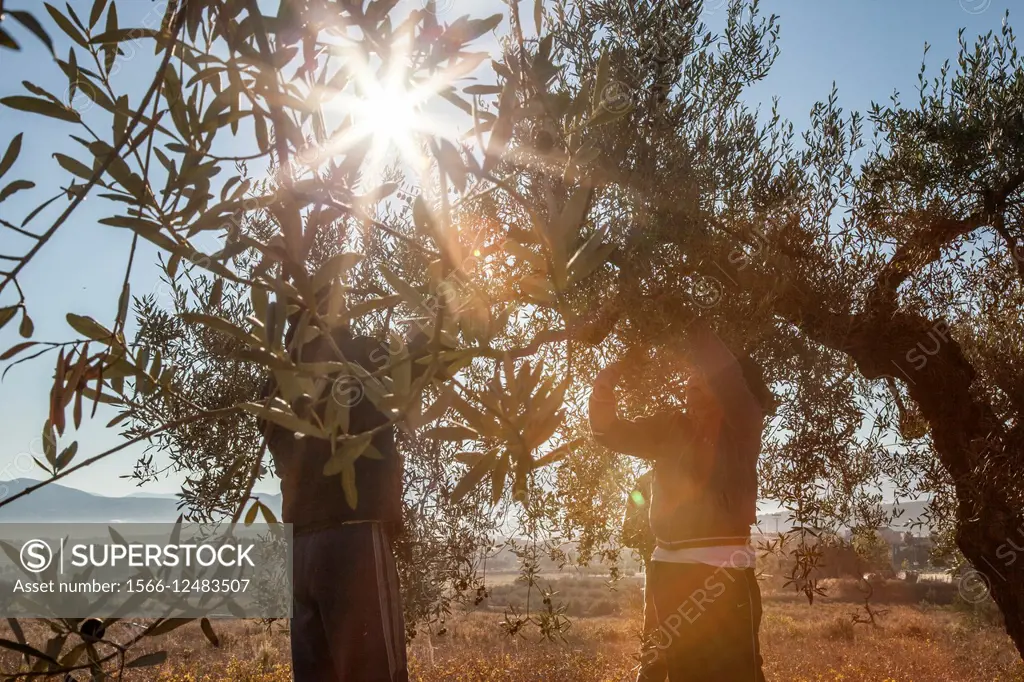 People working in the olive harvest in Spain. Traditional way. Winter morning.