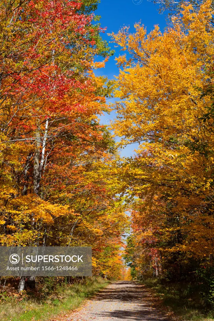 A narrow road through fall foliage color in the trees in northern Wisconsin, USA