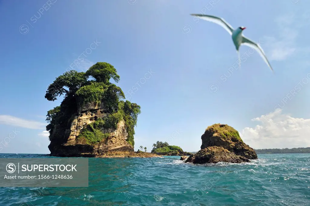 seabird Tropicbird, Pajaros Islet also named Swan´s Cay off the coast of Boca del Drago on Colon Island, Bocas del Toro Archipelago, Republic of Panam...