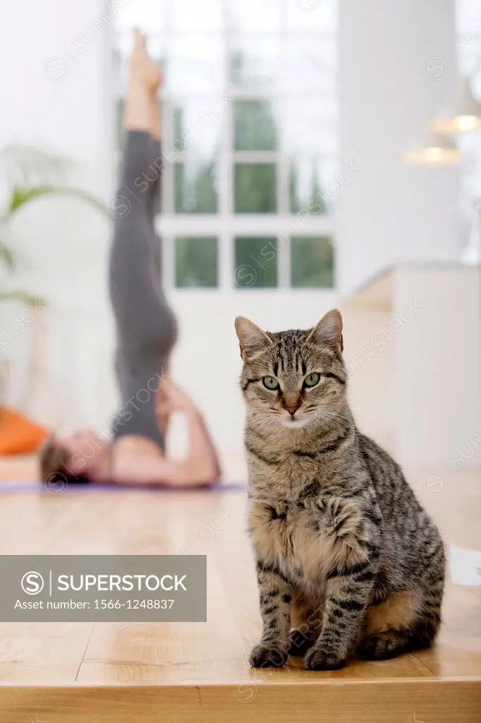 Healthy young woman doing the supported shoulderstand pose yoga position