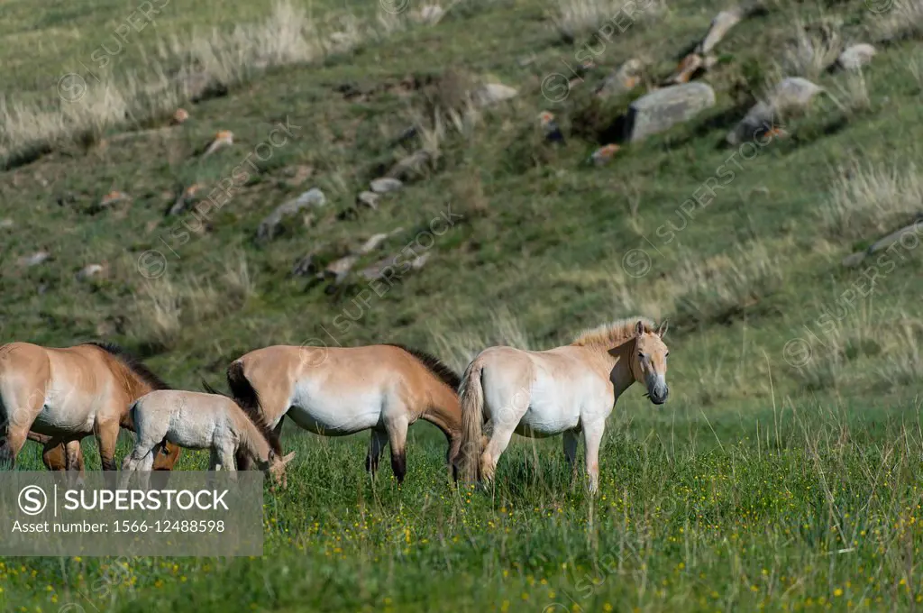 Grazing Przewalski horses (Equus przewalskii) or Takhi, the only still living wild ancestor of the domestic horses, at Hustai National Park, Mongolia.