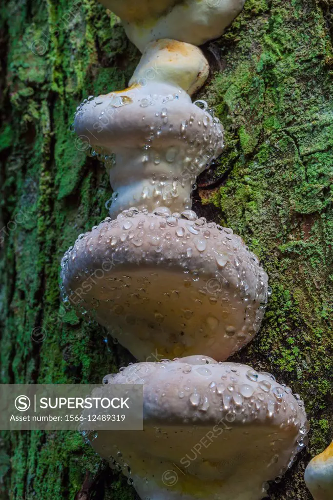 Tree fungus secreting moisture droplets from its surface.