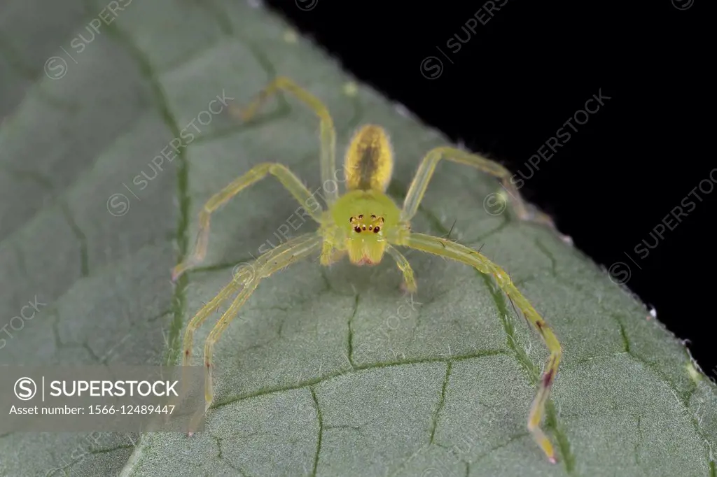 Huntsman spider. Image taken at Kampung Skudup, Kuching, Sarawak, Malaysia.