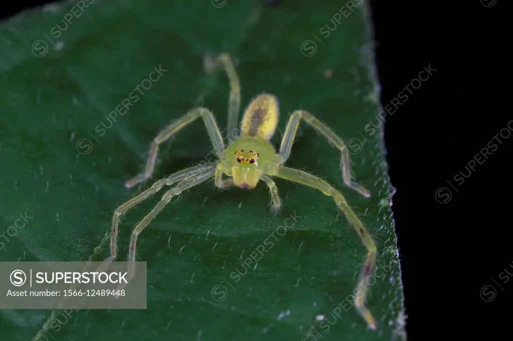 Huntsman spider. Image taken at Kampung Skudup, Kuching, Sarawak, Malaysia.