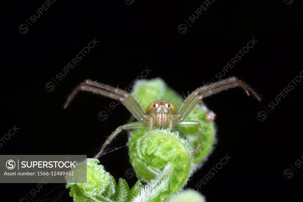 Crab spider. Image taken at Kampung Satau, Sarawak, Malaysia.