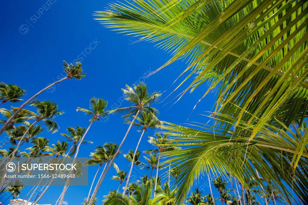 Palm Trees, Dominican Republic