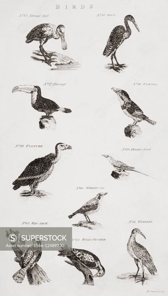 Different types of Birds. From an 18th century print.
