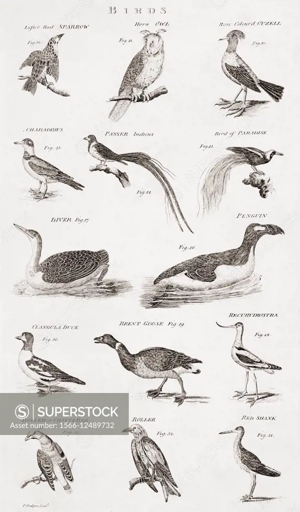 Different types of Birds. From an 18th century print.