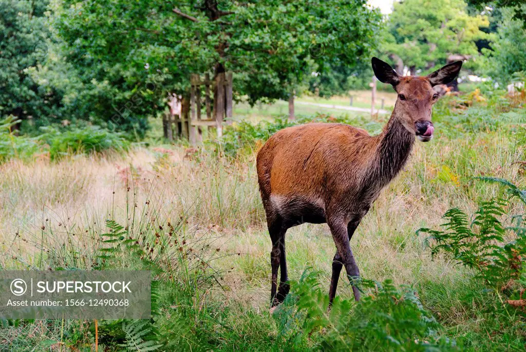 Red female deer in Richmond Park - London, England.