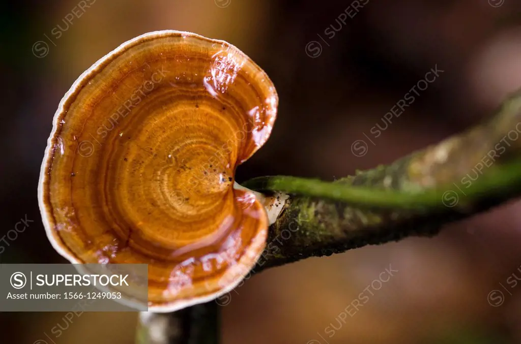 Mushrooms. Image taken at Kampung Satau, Singai, Sarawak, Malaysia.