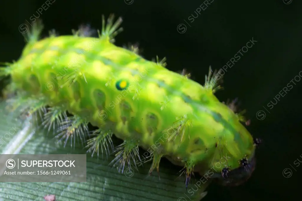 Caterpillar. Image taken at Kampung Satau, Sarawak, Malaysia.