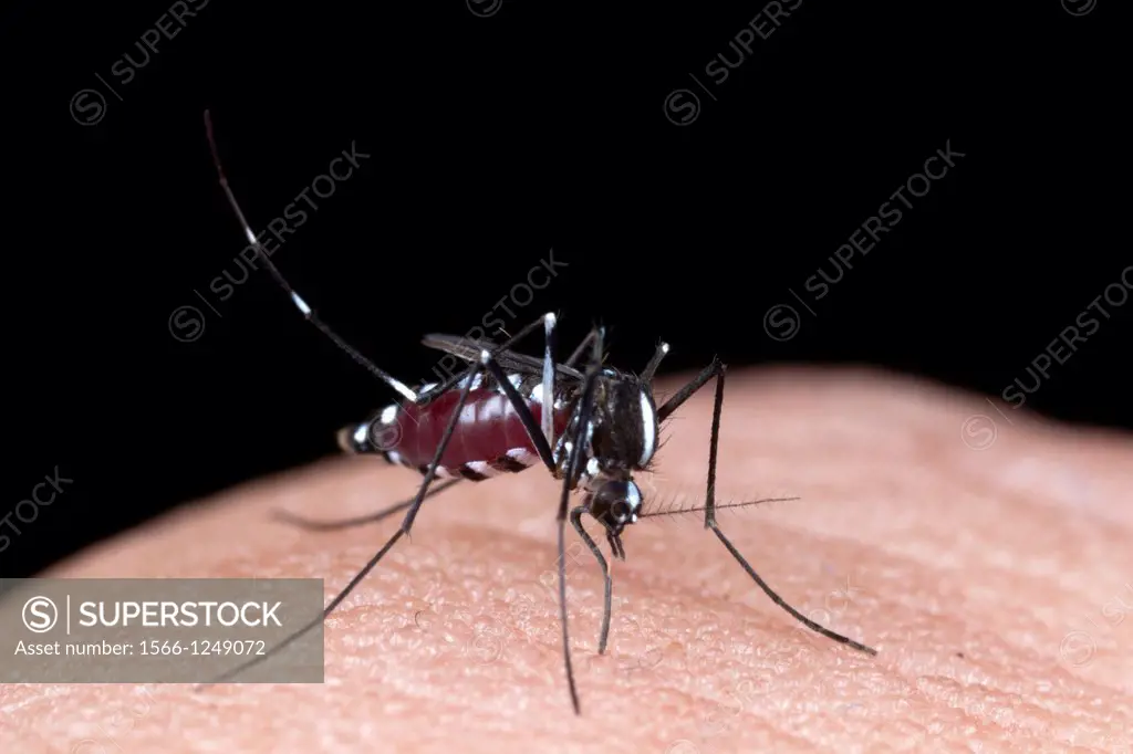 Mosquito sucking blood. Image taken at Kampung Skudup, Sarawak, Malaysia.