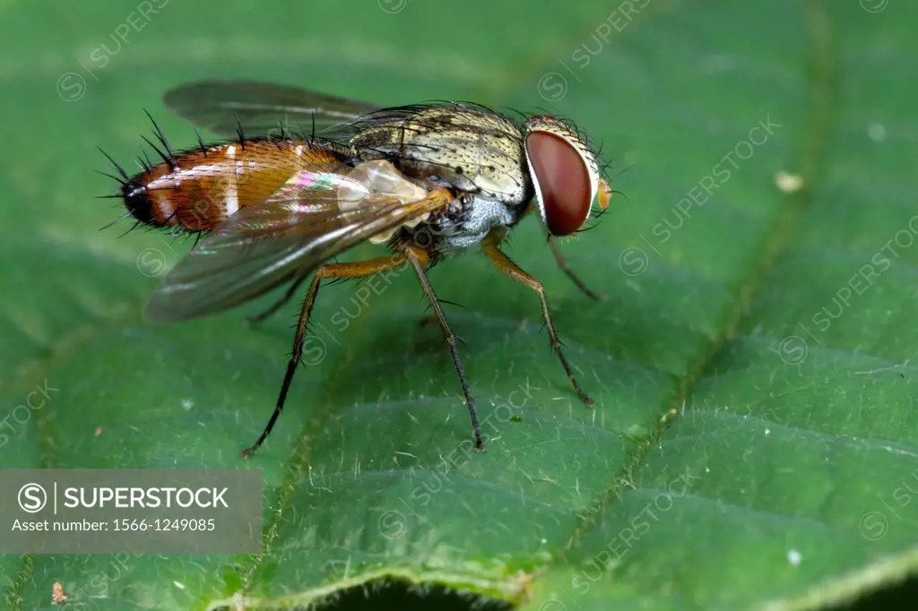Fly. Image taken at Kampung Satau, Sarawak, Malaysia.