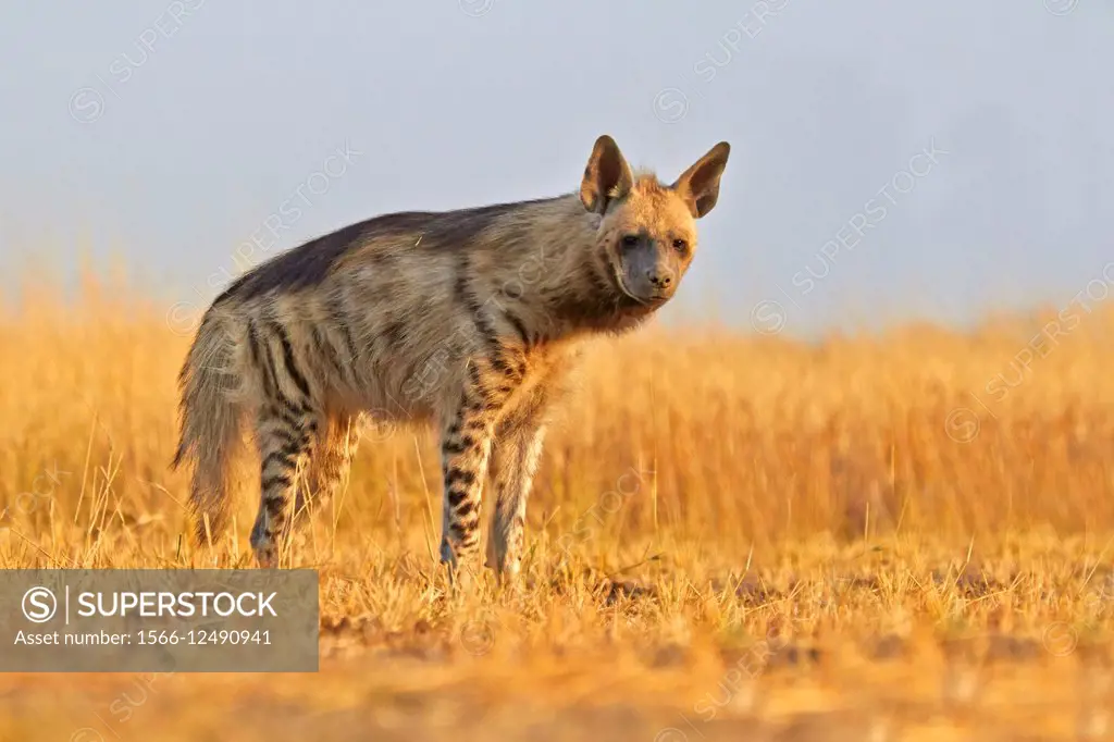 Striped hyena Hyaena hyaena.
