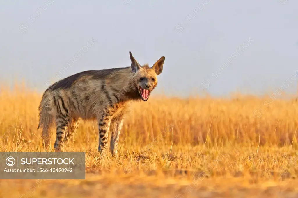 Striped hyena Hyaena hyaena.