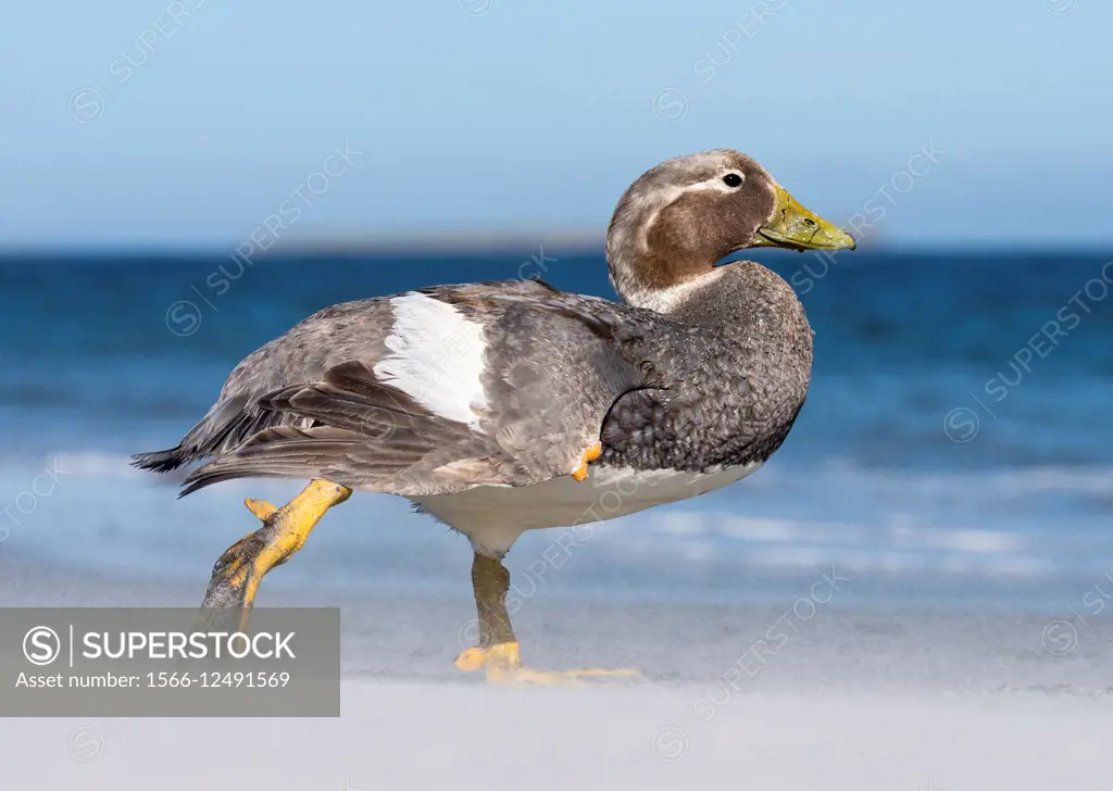 Falkland Flightless Steamer Duck (Tachyeres brachypterus) or Logger, an endemic duck of the Falklands. Male with orange, female with green beak. South...