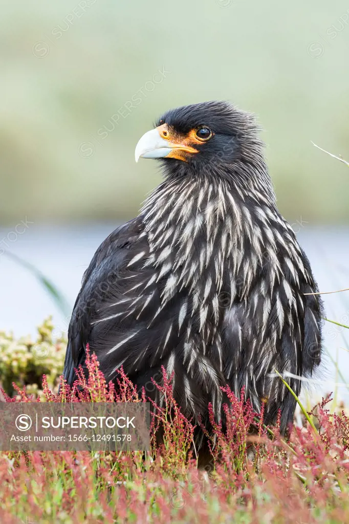 Striated Caracara (Phalcoboenus australis) or Johnny Rook, considered as very intelligent and curious, one of the rarest birds of prey in the world. S...