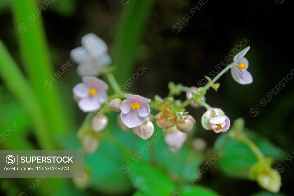 Flowers of Common Begonia, Begonia crenata