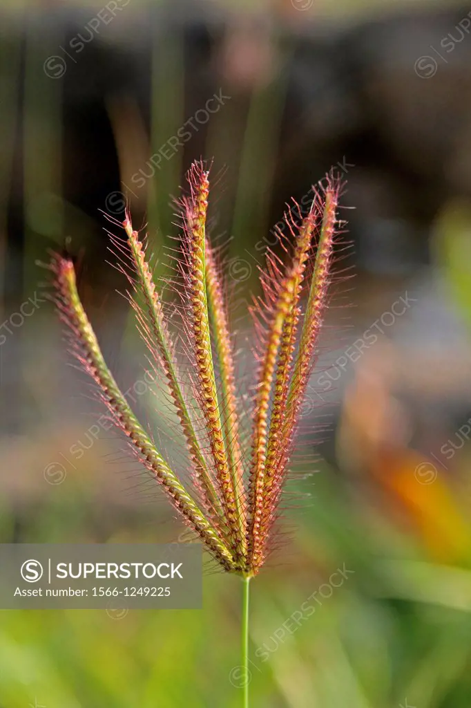 Swollen Finger Grass, airport grass, feather finger grass, Chloris barbata