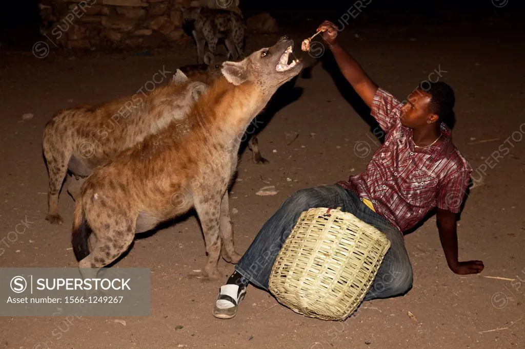 Local man feeding the Hyenas, Harar, Ethiopia