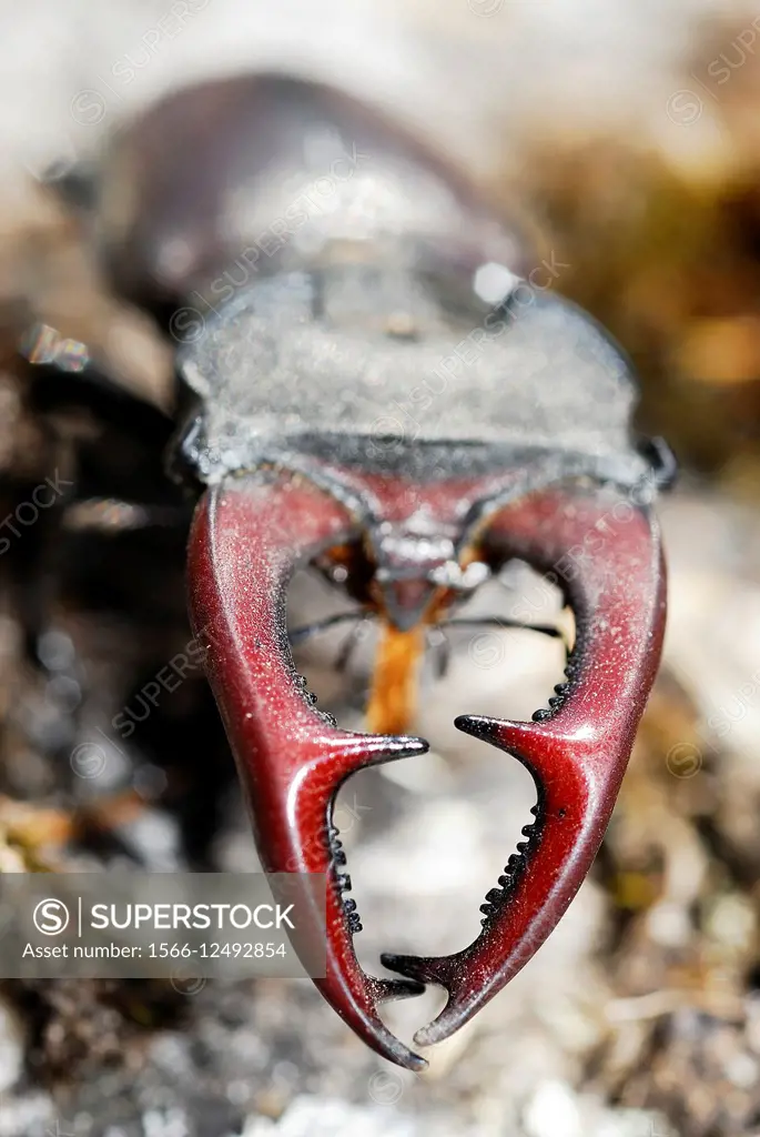 Stag beetle (Lucanus cervus) near Cangas, Pontevedra province, Galicia, Spain.