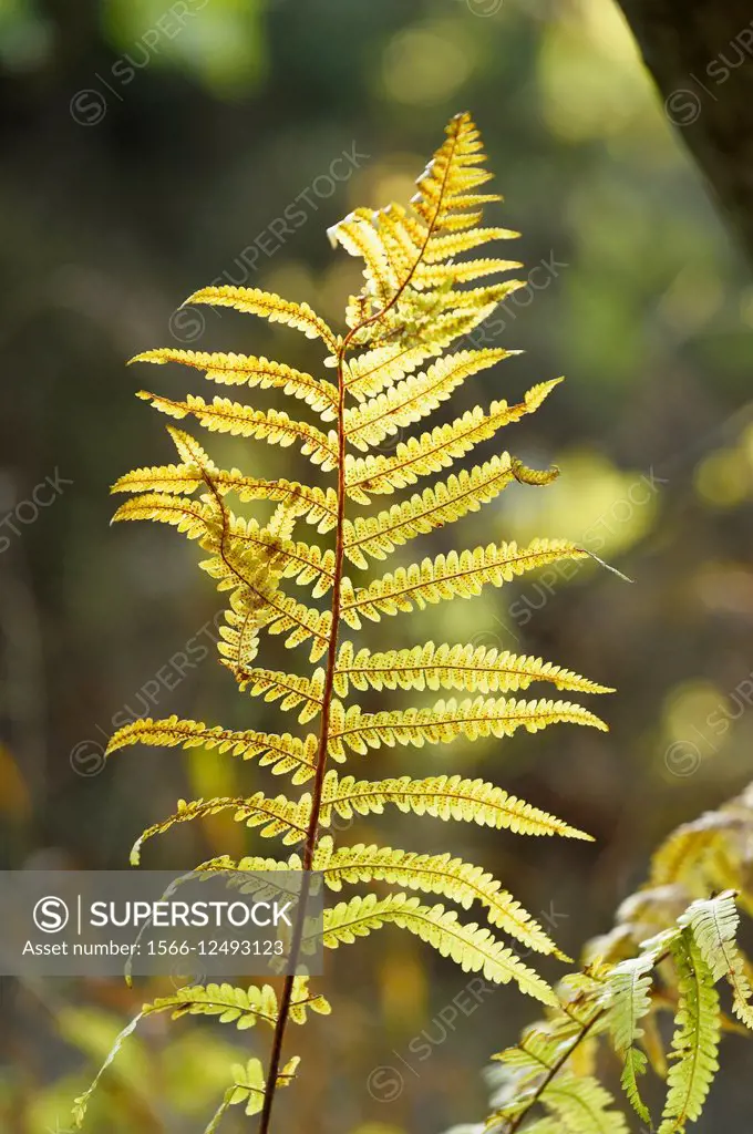 Close-up of a male fern (Dryopteris filix-mas) leaf in a forest in autumn.