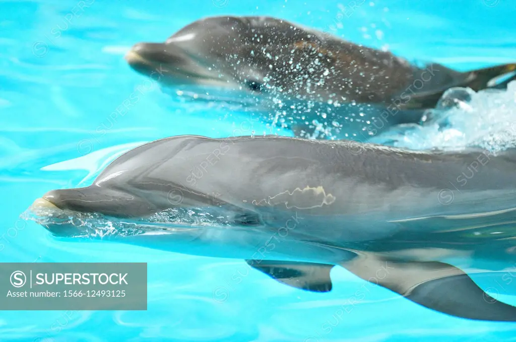 Close-up of a dolphin-calf of a common bottlenose dolphin or Atlantic bottlenose dolphin (Tursiops truncatus) with it´s mother in a zoo in Germany.