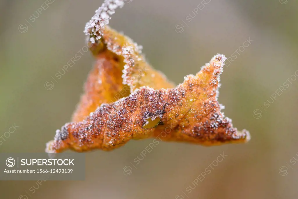 Close-up of a common hazel (Corylus avellana) leaf in winter.