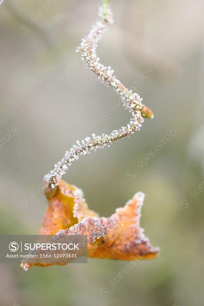 Close-up of a common hazel (Corylus avellana) leaf in winter.