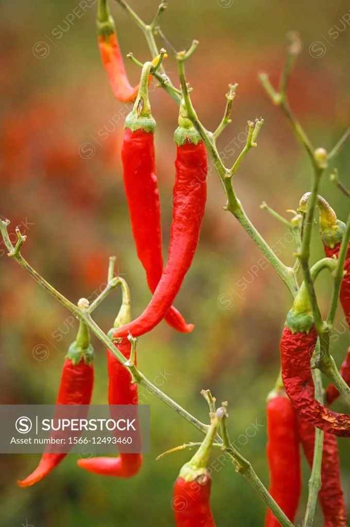 New Mexico, USA - chili pepper research plots.