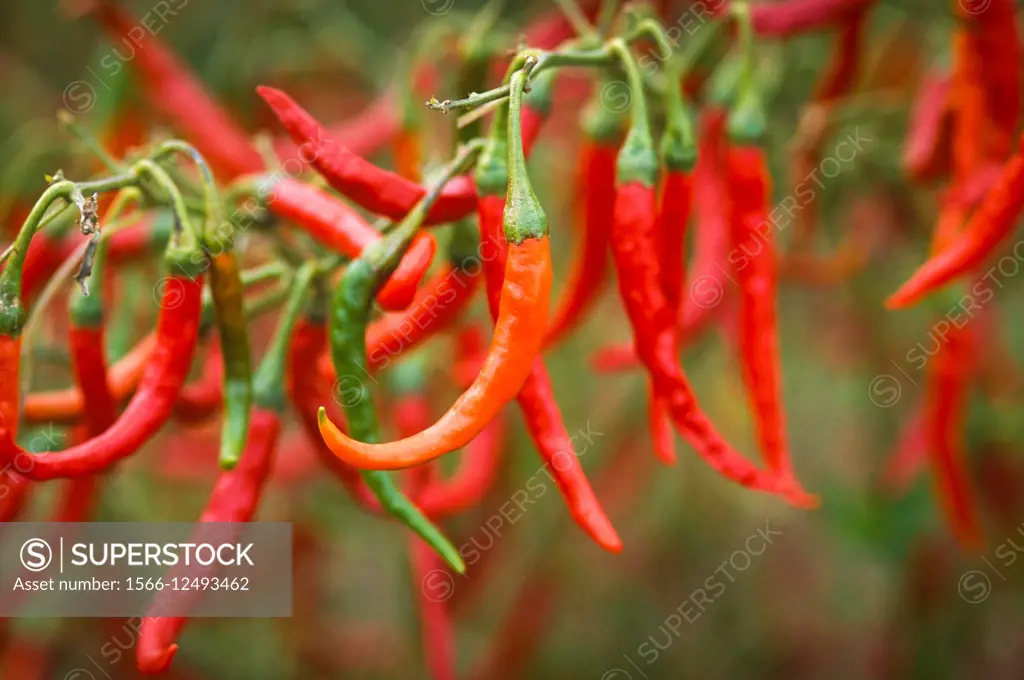 New Mexico, USA - chili pepper research plots.