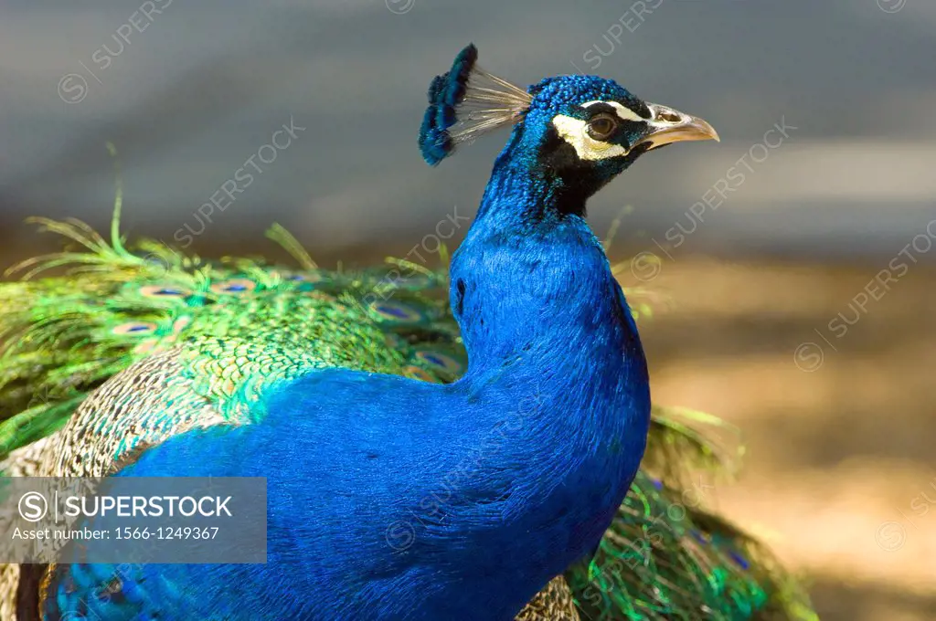 common Peacock