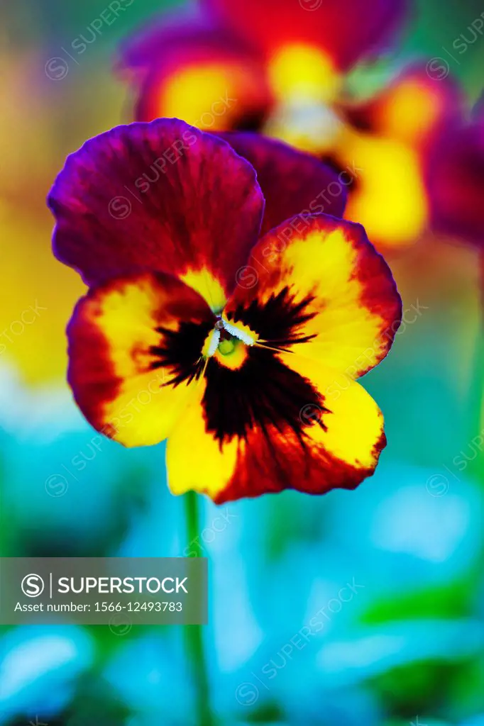 Viola flower.