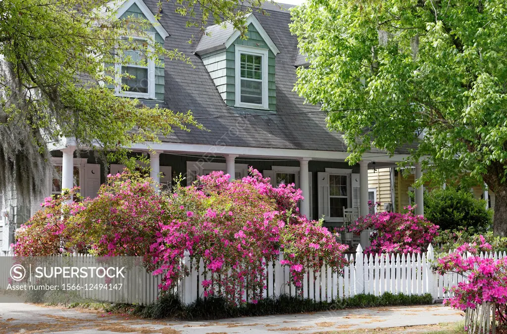 Wilmington, North Carolina. Blooming Azaleas on white picket fence in historic downtown.
