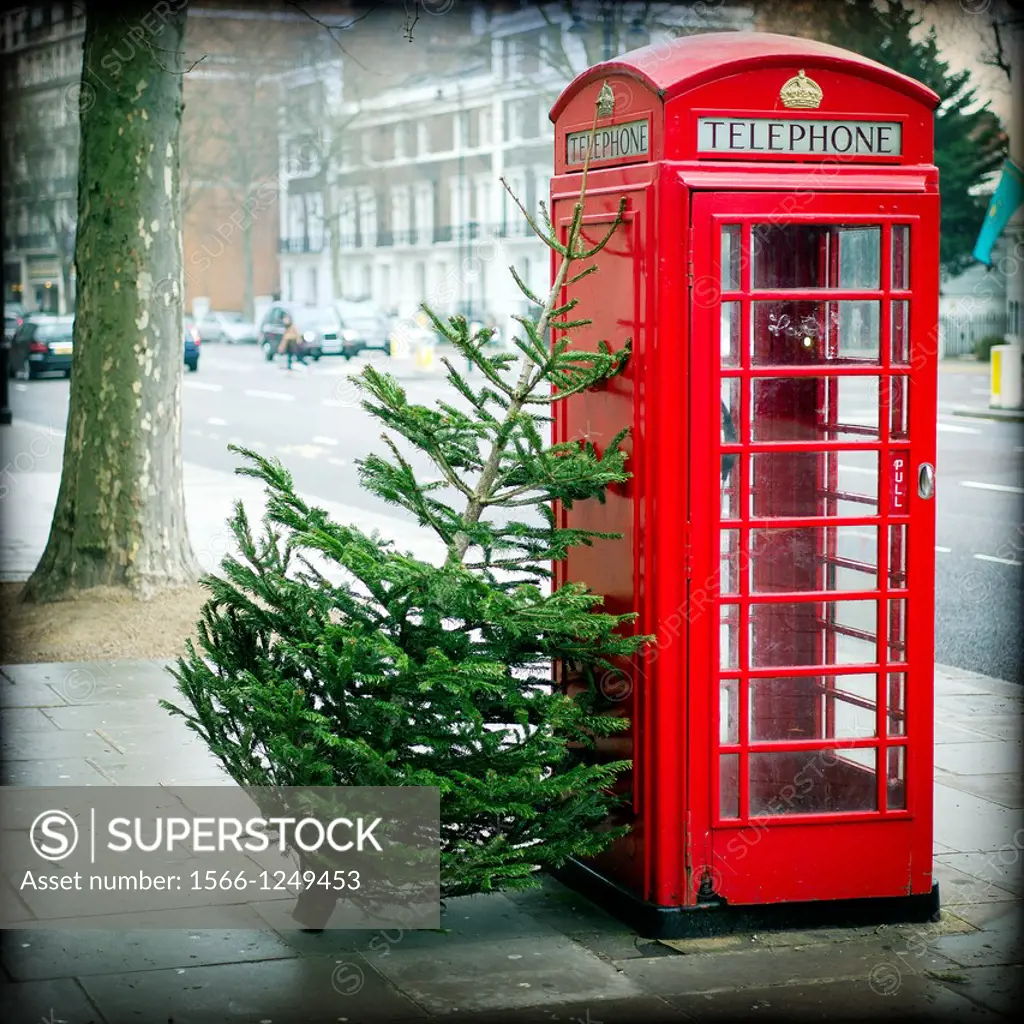 Arbol de navidad apoyado en una cabina telefonica enfrente del Victoria and Albert Museum de Londres, Christmas tree leaning against a phone box in fr...