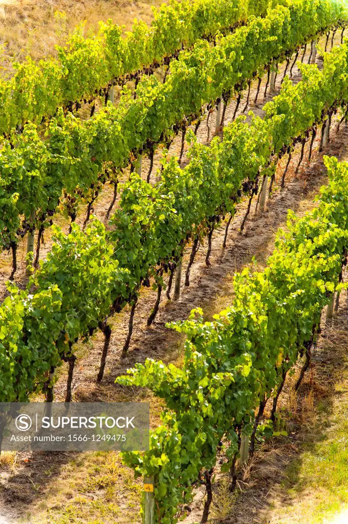 Canada, BC, Okanagan Valley  Rows of grape vines
