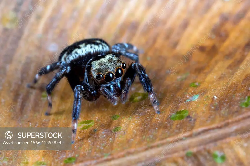 Jumping spider. Image taken at Stutong Forest Reserve Park, Kuching, Sarawak, Malaysia.