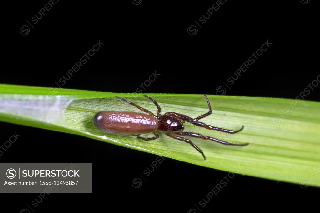 Spider. Image taken at Stutong Forest Reserve Park, Kuching, Sarawak, Malaysia.