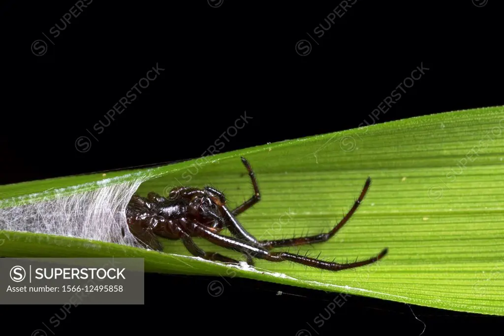 Spider. Image taken at Stutong Forest Reserve Park, Kuching, Sarawak, Malaysia.