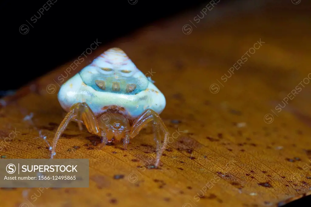 Huntsman spider. Image taken at Stutong Forest Reserve Park, , Kuching, Sarawak, Malaysia.