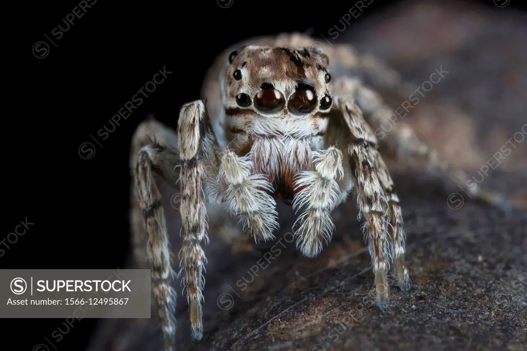 Jumping spider. Image taken at Stutong Forest Reserve Park, Kuching, Sarawak, Malaysia.