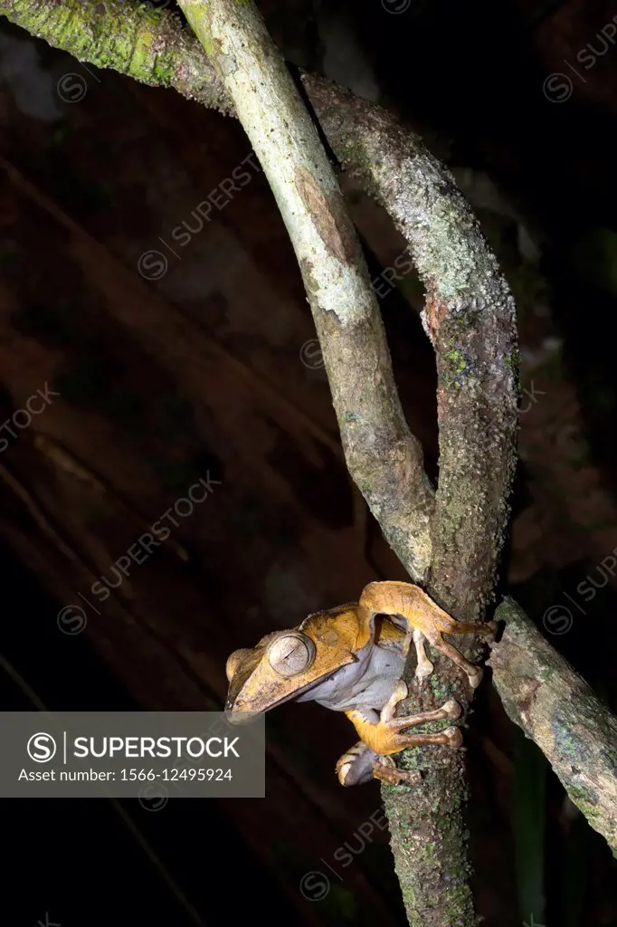 File-eared tree frog Polypedates otilophus. Image taken at Kubah National Park, Sarawak, Malaysia.