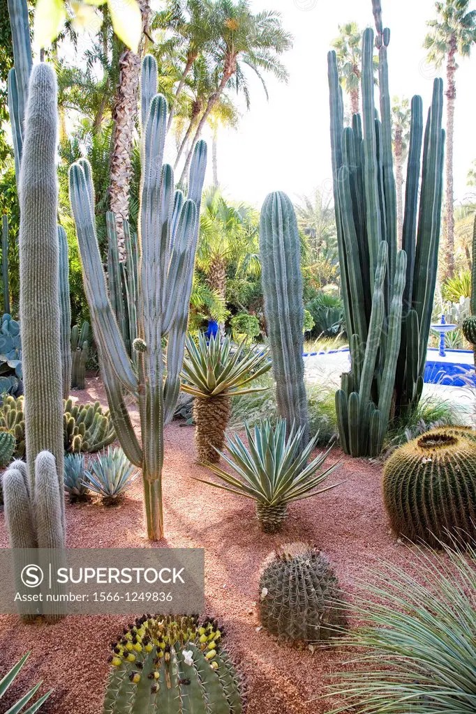 africa, morocco, marrakech, jardin majorelle created by the stylist yves saint-laurent, cactus