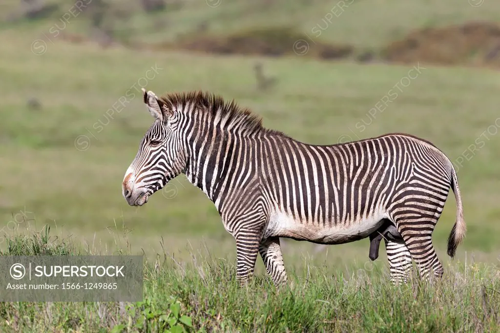 Grevy´s Zebra Equus grevyi, Kenya  The Grevy´s Zebra is the largest wild equid  It is strictly protected an is listed as endangered species  Africa, E...