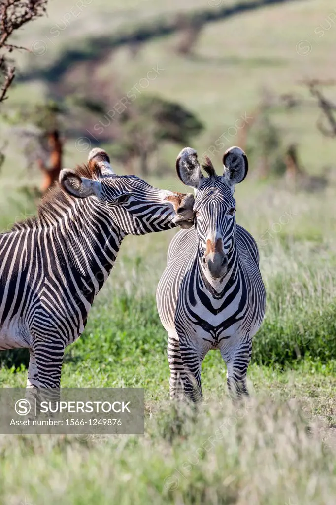 Grevy´s Zebra Equus grevyi, Kenya, two stallions  The Grevy´s Zebra is the largest wild equid  It is strictly protected an is listed as endangered spe...