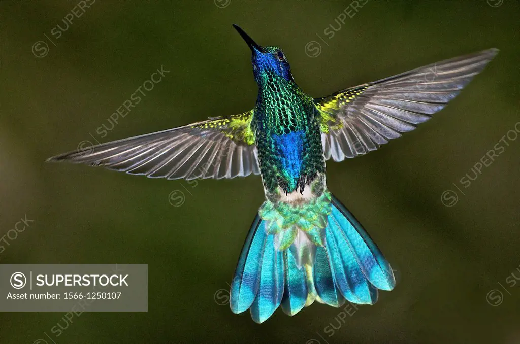 Sparkling Violet-ear Colibri coruscans in flight with wings open in the cloud forest near Caracas Venezuela