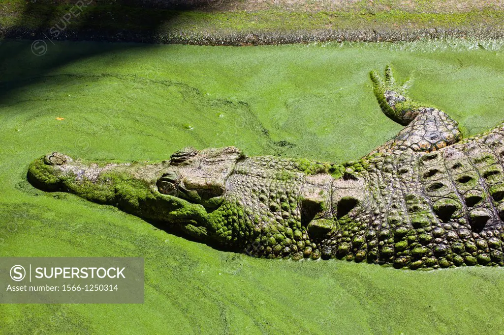 Australia, Western Australia, Wyndham, crocodile farm