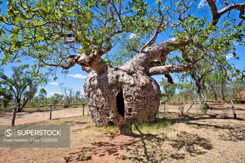 Australia, Western Australia, Derby, Prison Baob Tree, Site of Significance, the significance of the Prison Baob Tree derives from its reputed use as ...